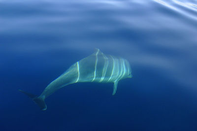 Close-up of fish swimming in sea