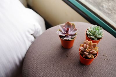 High angle view of potted plant on table at home