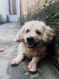 Close-up portrait of dog