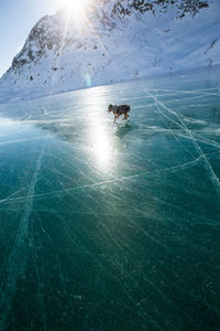 Dog walking on frozen sea against sky