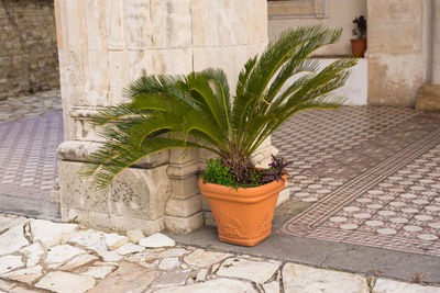 Potted plant on footpath against wall