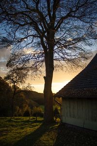 Bare trees on field at sunset