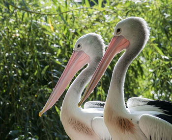 Close-up of birds in nest