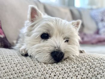 Close-up portrait of dog lying down on bed