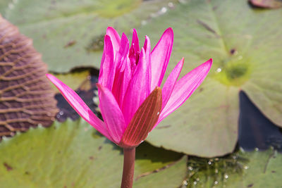 Close-up of pink water lily in lake