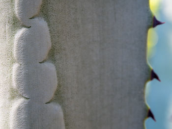 close-up