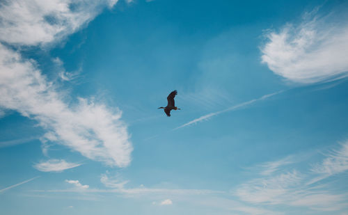 Low angle view of bird flying in sky