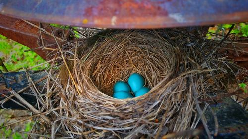 High angle view of blue eggs in nest