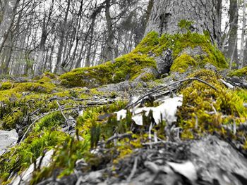 View of snow covered tree trunk