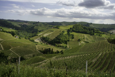 Scenic view of agricultural field against sky