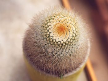 Close-up of cactus