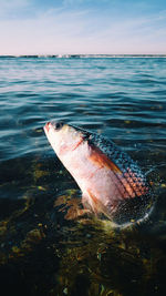 Close-up of fish swimming in sea