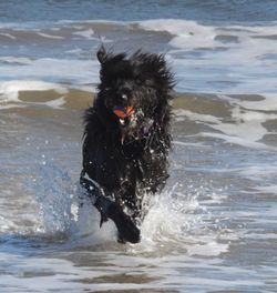Black dog running in sea