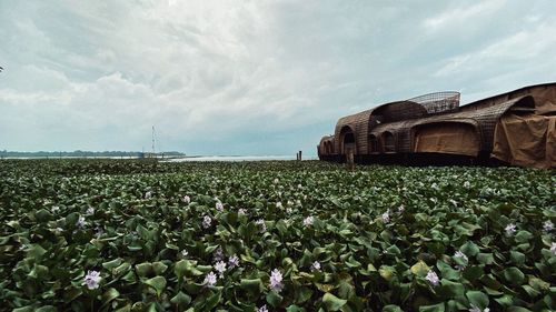 Scenic view of flowering plants on field against sky