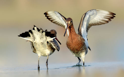 Close-up of birds flying over water