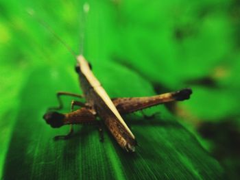Close-up of insect on wood