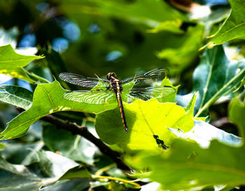 Close-up of insect on leaves