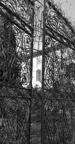 Close-up of bare tree