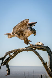 Low angle view of owl perching on tree against clear sky