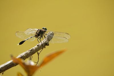 Close-up of insect on plant