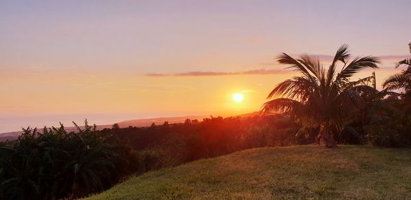 Scenic view of palm trees against sky during sunset