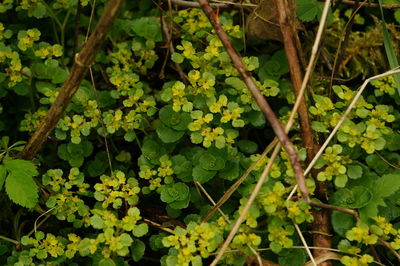 High angle view of plants growing on field