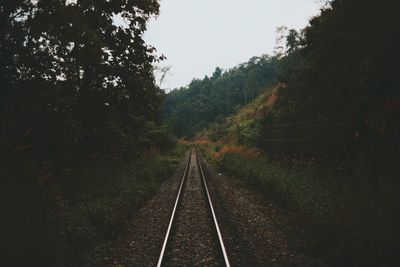 Railroad tracks amidst trees in forest