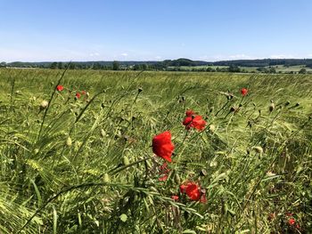 Red poppies on field against sky