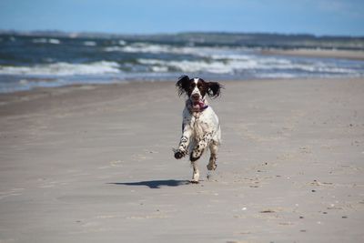 Dog running on beach