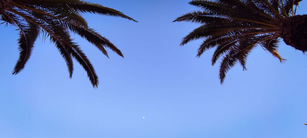 Low angle view of palm tree against blue sky