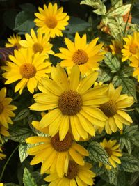 Close-up of sunflowers blooming outdoors