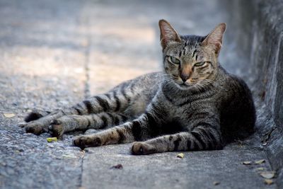 Portrait of a cat resting