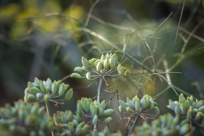 Close-up of plant