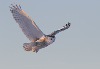 Low angle view of eagle flying against clear sky