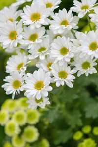 Close-up of white daisy flowers