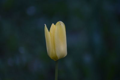 Close-up of yellow rose flower