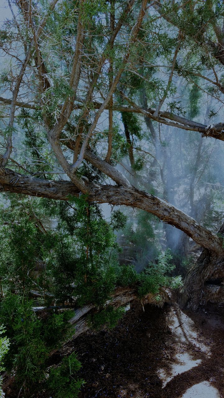 tree, water, branch, growth, reflection, tranquility, nature, beauty in nature, lake, tranquil scene, day, scenics, plant, sky, outdoors, river, sunlight, no people, tree trunk, pond