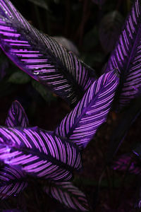 Close-up of plant