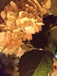 Leaves on plant