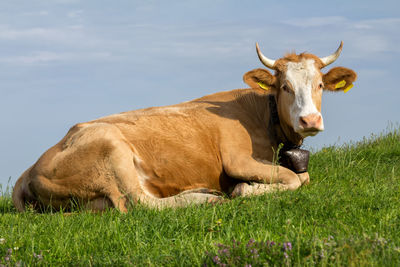 Cow relaxing on field against sky