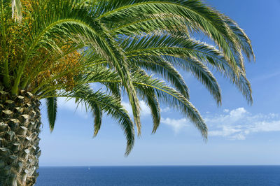 Cropped palm tree against calm sea