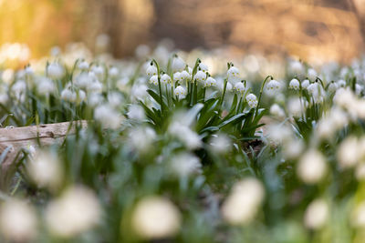 Close-up of white flowering plants on field