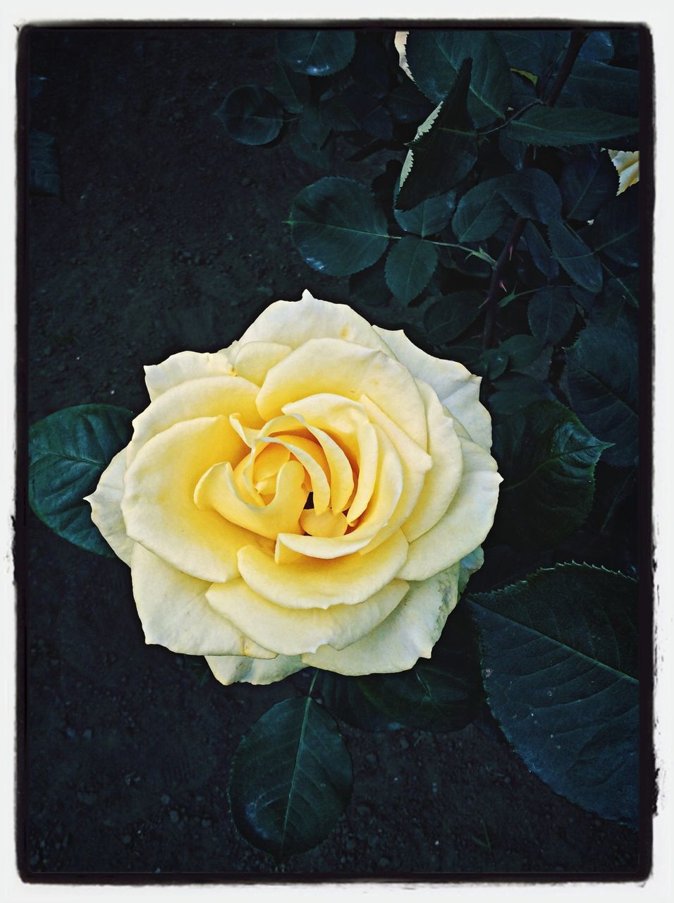 flower, petal, flower head, freshness, fragility, rose - flower, yellow, transfer print, beauty in nature, single flower, close-up, rose, high angle view, growth, auto post production filter, nature, blooming, plant, blossom, in bloom