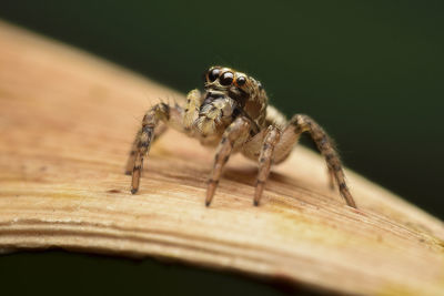 Close-up of spider on leaf