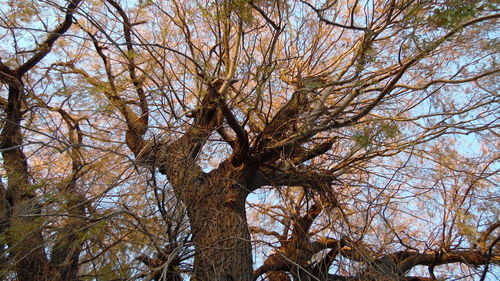 Low angle view of trees against sky