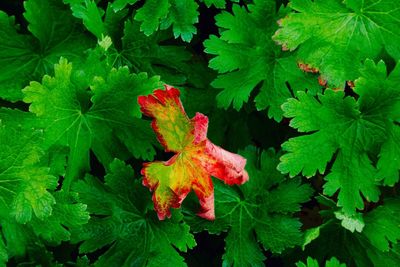 Close-up of red leaves