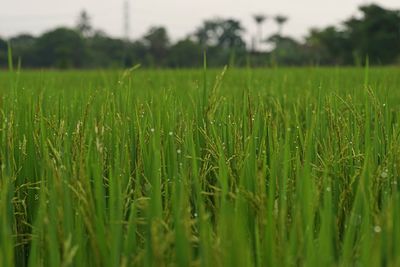 Crops growing on field