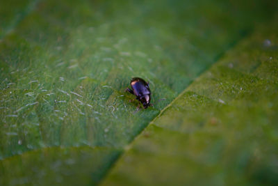 Close-up of insect on leaf