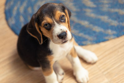 pet