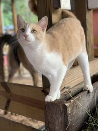 Close-up portrait of a cat